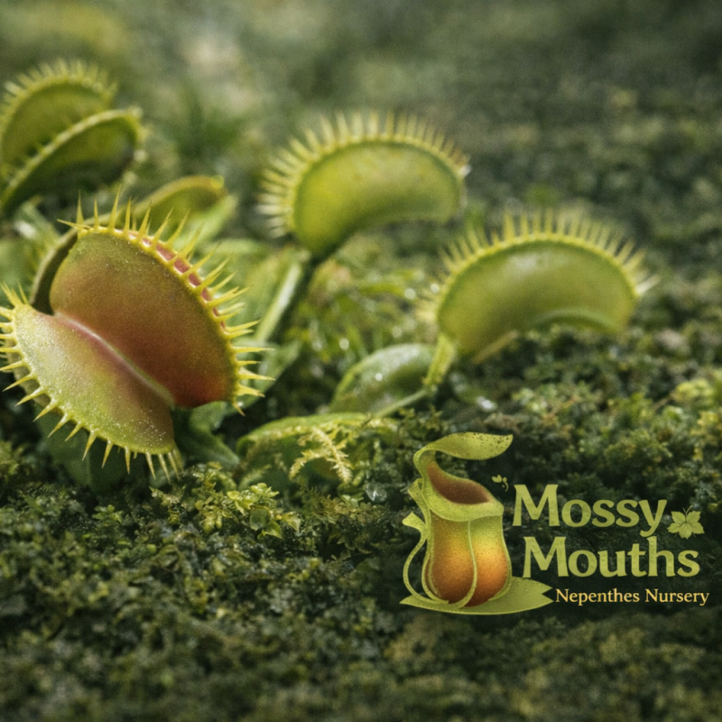 Venus Flytraps