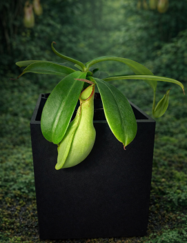 n. reinwardtiana MM1959