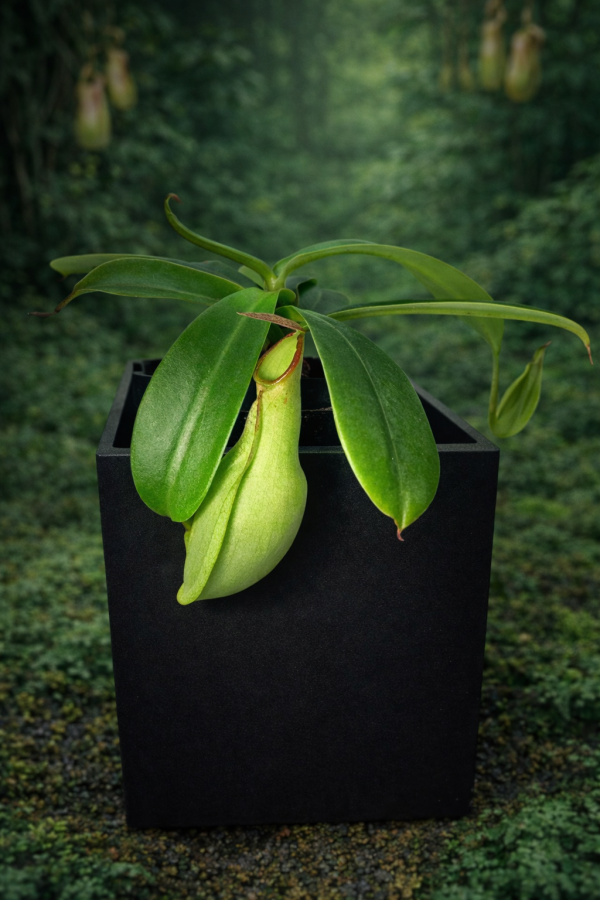 1B00DE27-6980-454A-970B-09C353E544E9 1B00DE27-6980-454A-970B-09C353E544E9