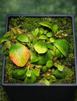 Cephalotus follicularis