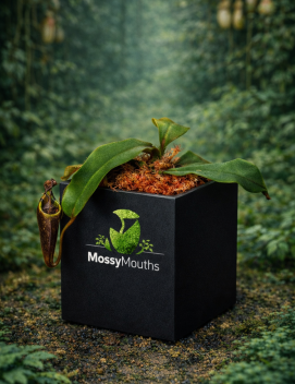 n. hurrelliana MM82319