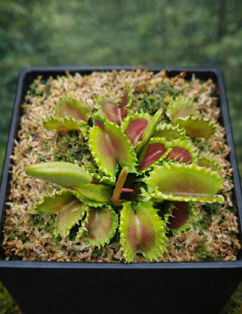 Dionaea muscipula 'Dumpling'