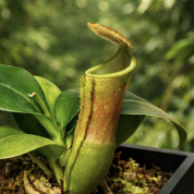 Screenshot 2026-02-13 at 3.11.24 pm