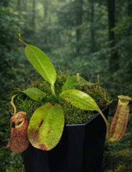 N. burbidgeae MM22319