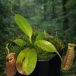 nepenthes_forest_blackpot_300x390