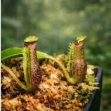 nepenthes_forest_blackpot_closeup