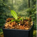 nepenthes_forest_blackpot_wide
