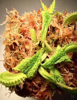 Dionaea muscipula 'Chest Hair'