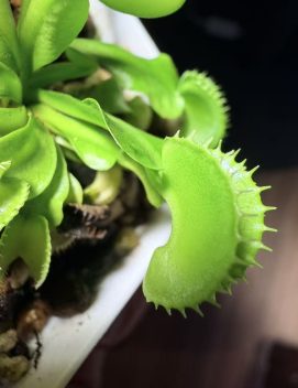 Dionaea muscipula 'Harmony'