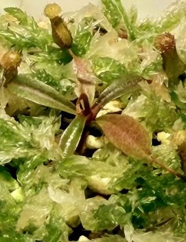 Nepenthes argentii MM1197