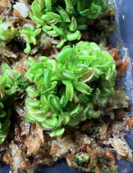 Dionaea muscipula ‘Cudo'