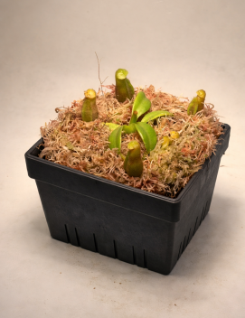 n. macrophylla MM1413