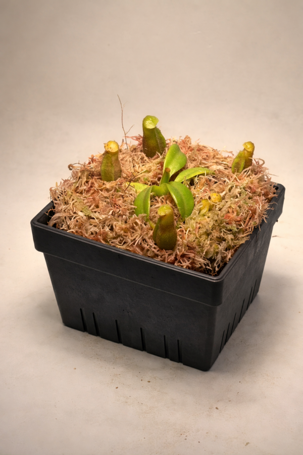 775531B2-FFD8-4FDC-A0A5-3DF26CB11969